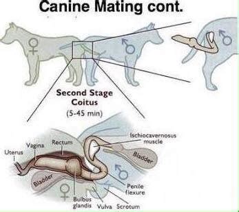 dog knots human|Understanding Knotting in Dogs: Causes, Symptoms, and。